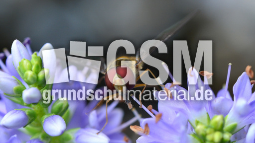 Garten-Schwebfliege (6).jpg